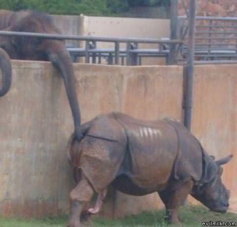 Rhino Ass