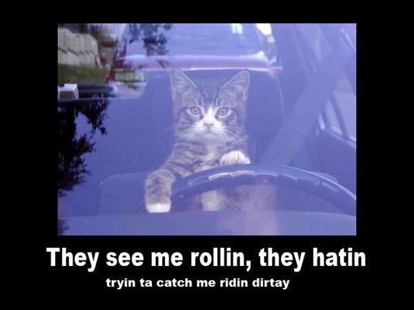 Ridin Dirt Cat