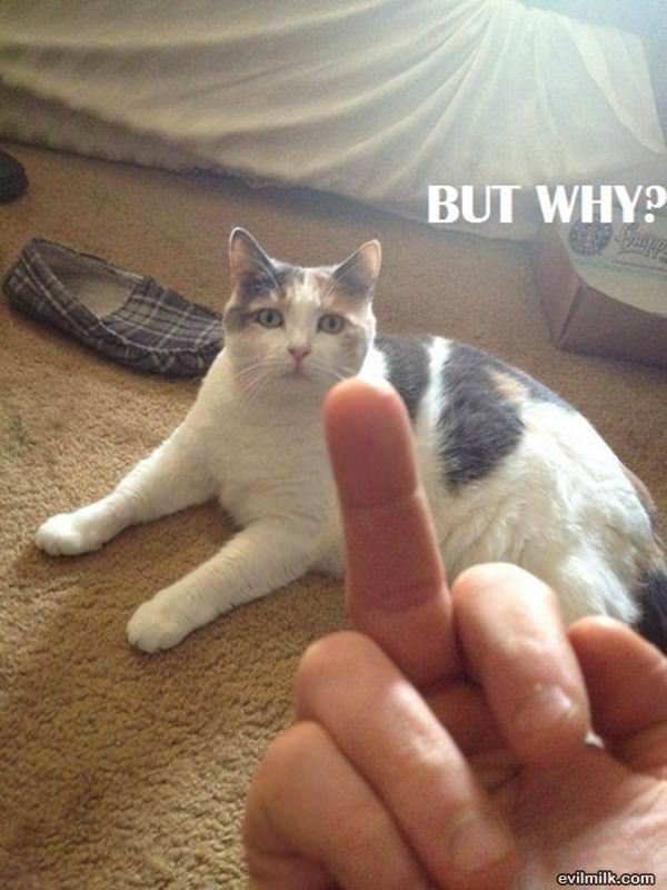Sad Cat Is Confused