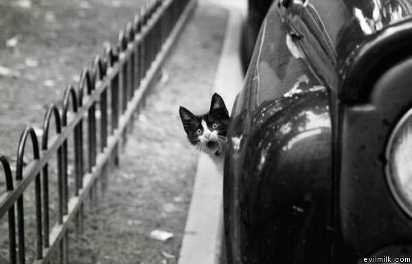 Scared Cat