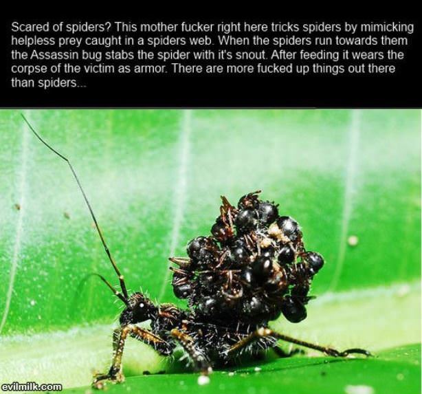 Scared Of Spiders