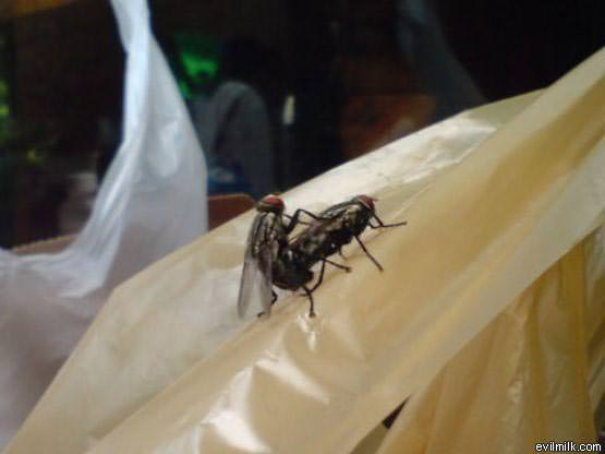 Sexin Flies