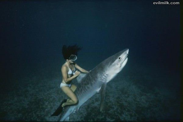 Shark Rider