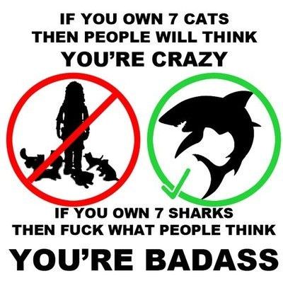 Sharks Vs Cats