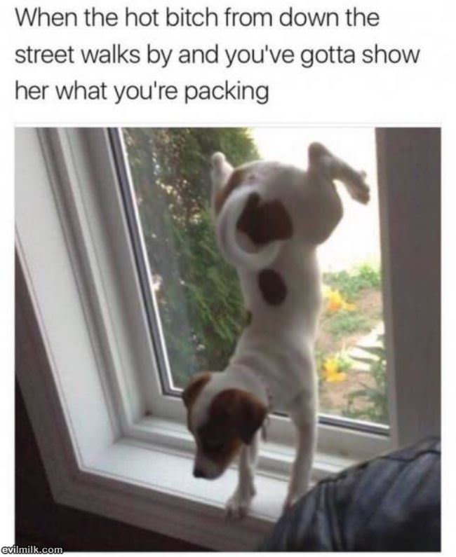Show That Dog