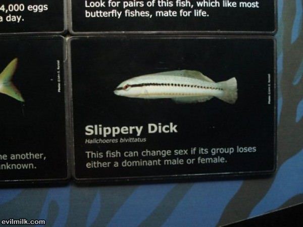 Slippery Dick