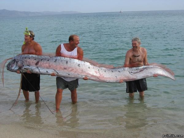 Small Fish