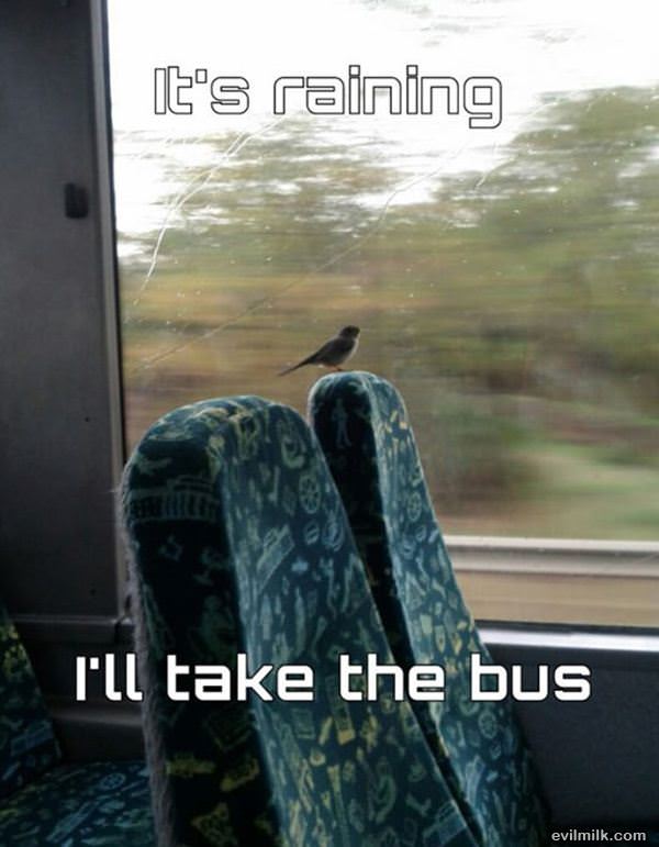 Smart Bird