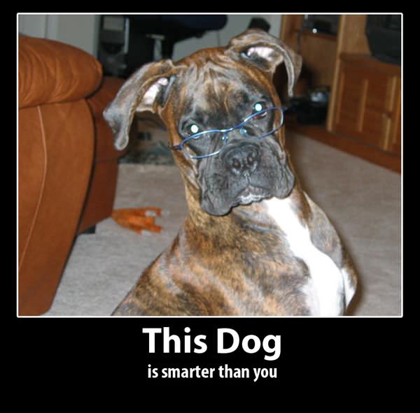 Smart Dog