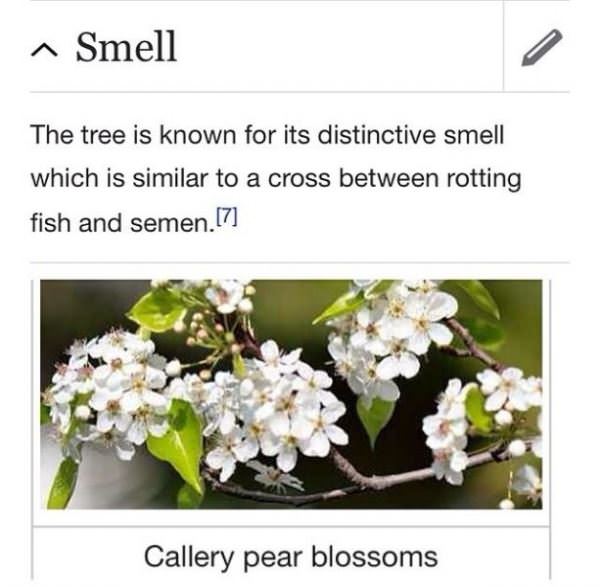 Smells Great