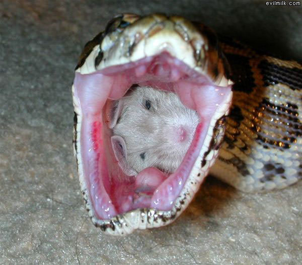 Snack
