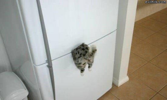 Snack Cat
