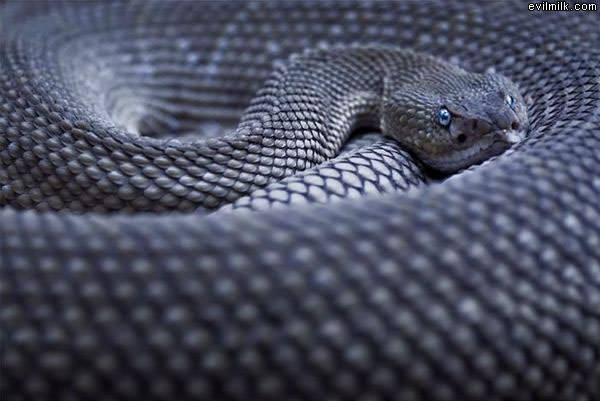 Snake