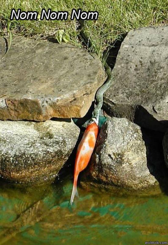 Snake Nomming On Fish