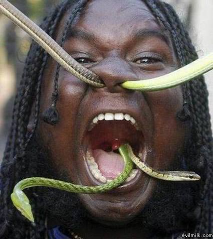 Snakes