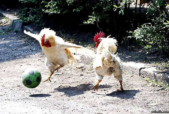 Soccer Cocks