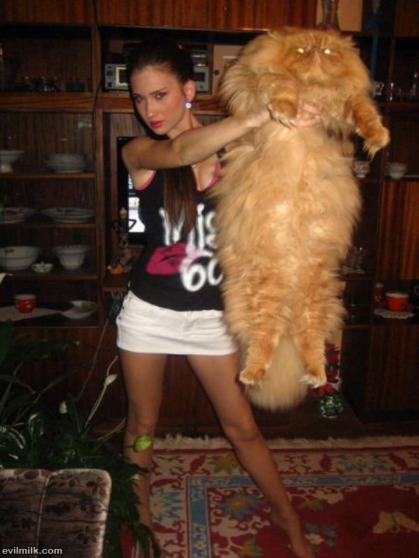Some Huge Cat