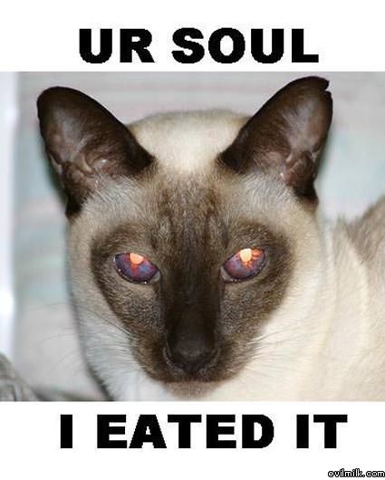 Soule Eated Cat