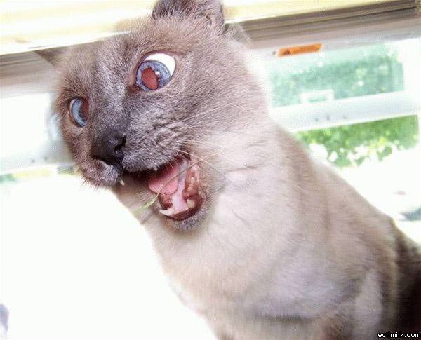 Spazz Cat