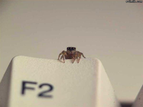 Spider Eyes