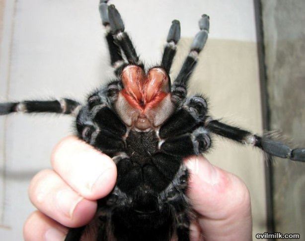 Spiders Picdump 4