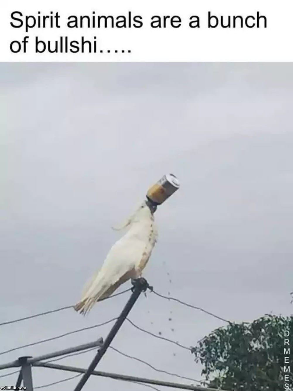 Spirit