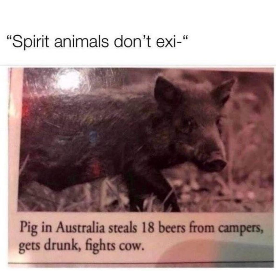 Spirit Animals