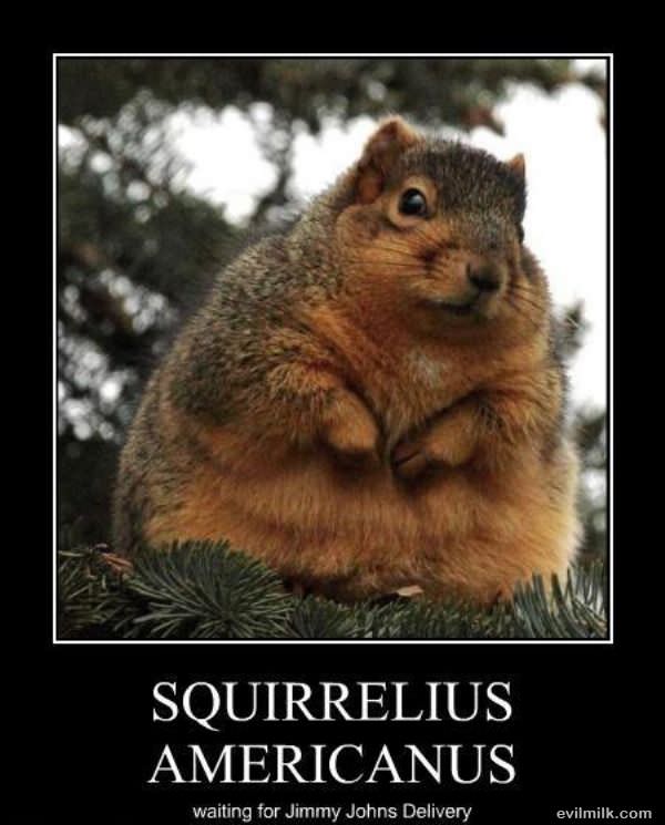 Squirreleius Amercanus