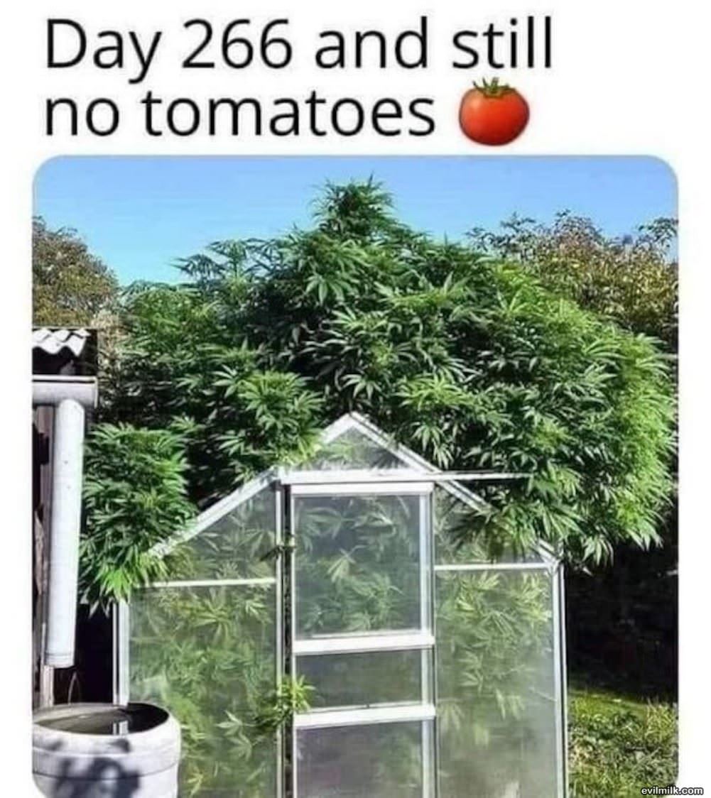 Still No Tomatoes