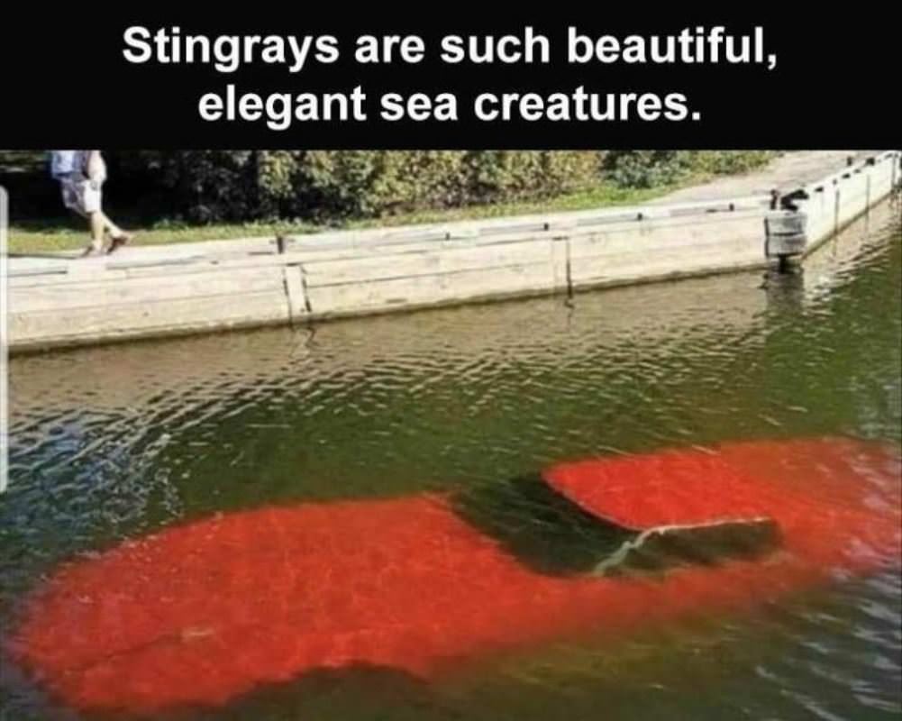 Stingrays