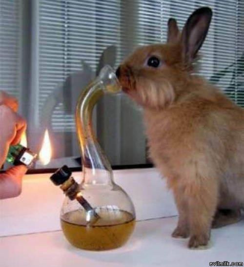 Stoner Bunny