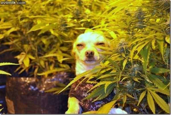 Stoner Dog