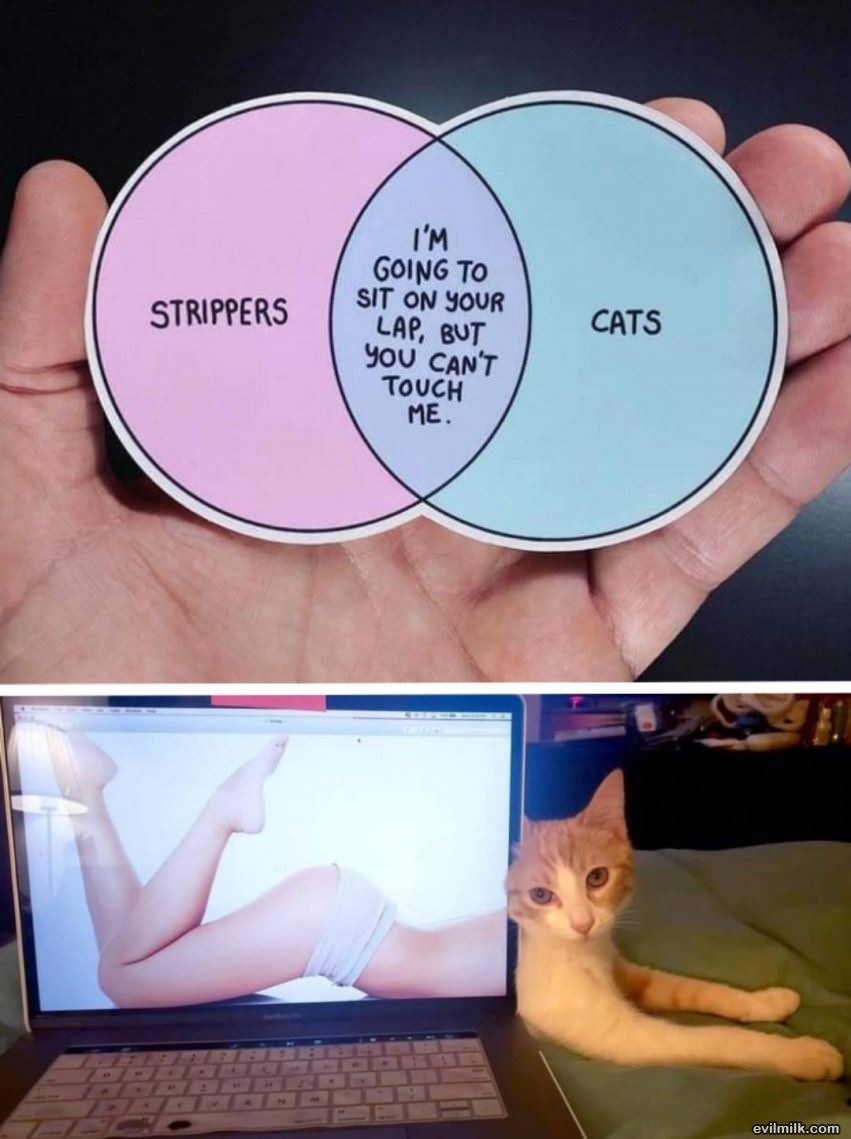 Strippers And Cats