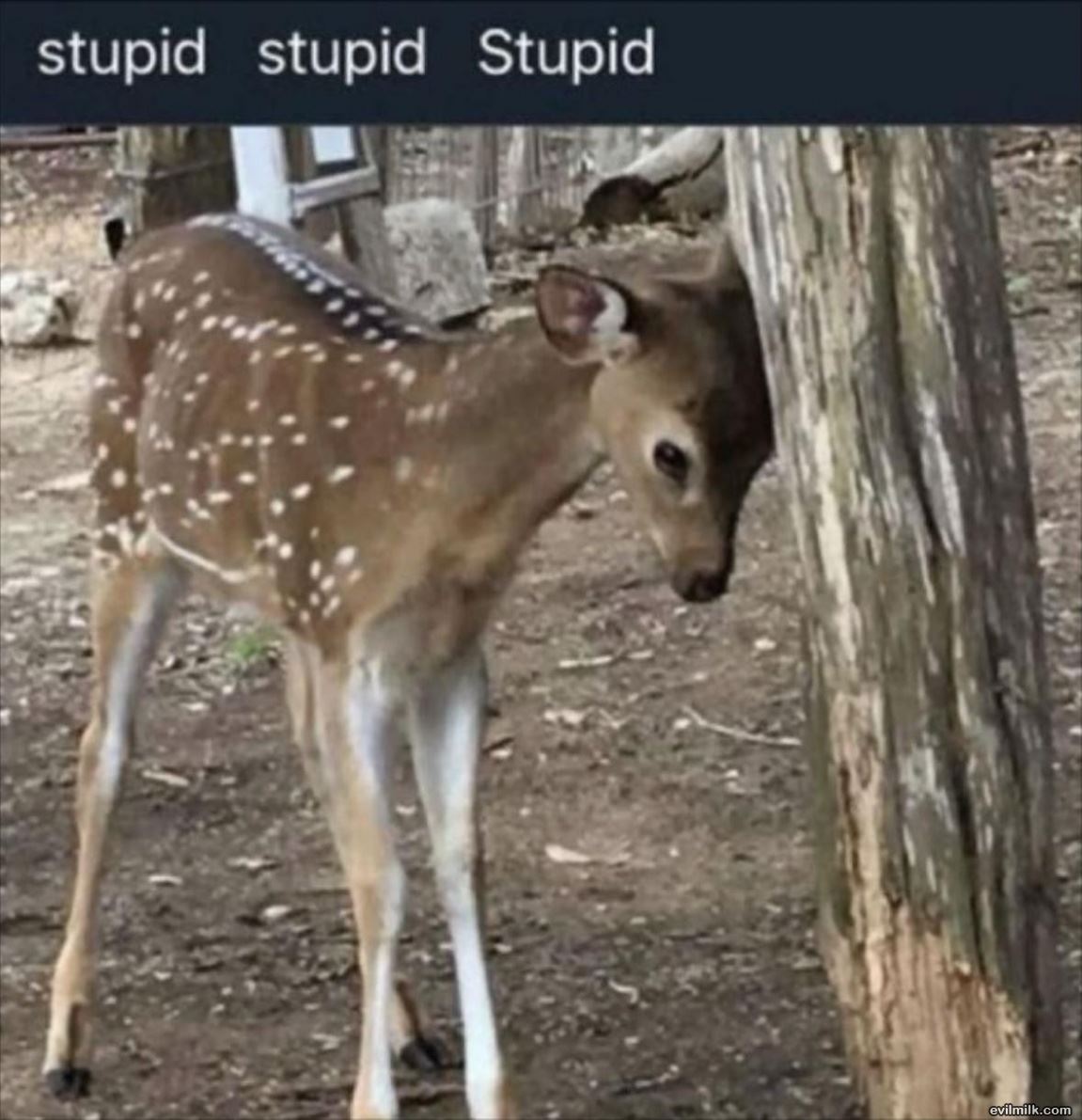 Stupid