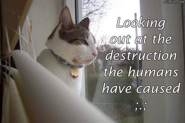 Stupid Humans