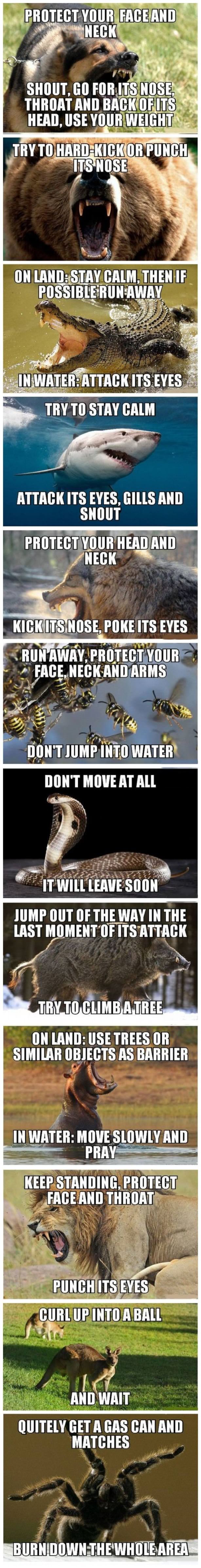 Surival Tips Against Various Animals