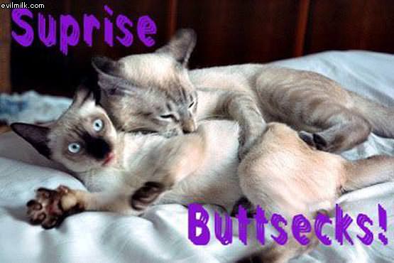 Surprise Buttsecks Kittah