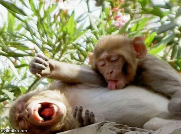 That Tickles