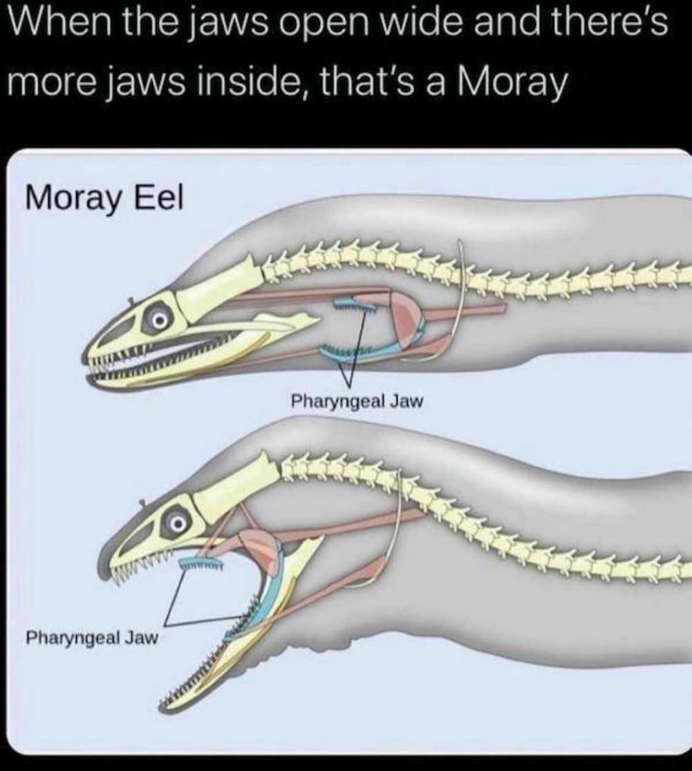 Thats A Moray