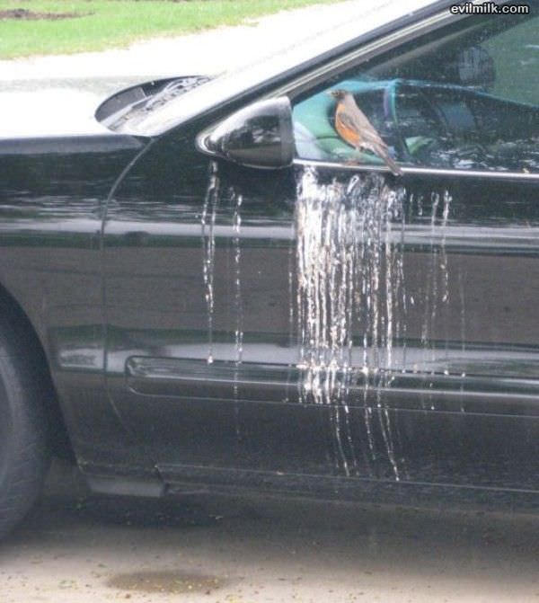 The Bird Toilet