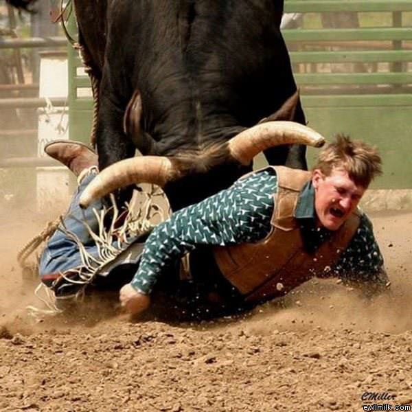 The Bull Wins