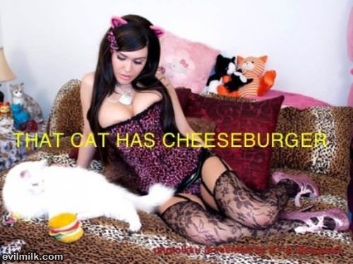 The Cat