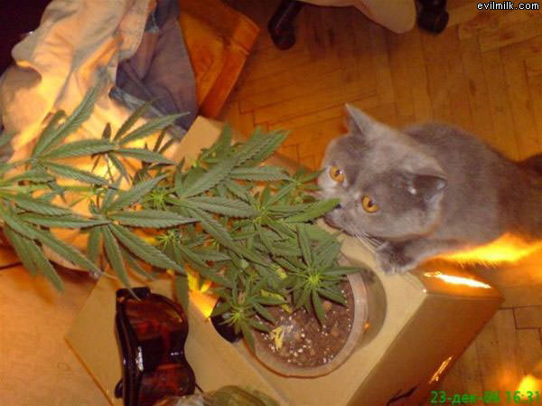 The Cat Knows