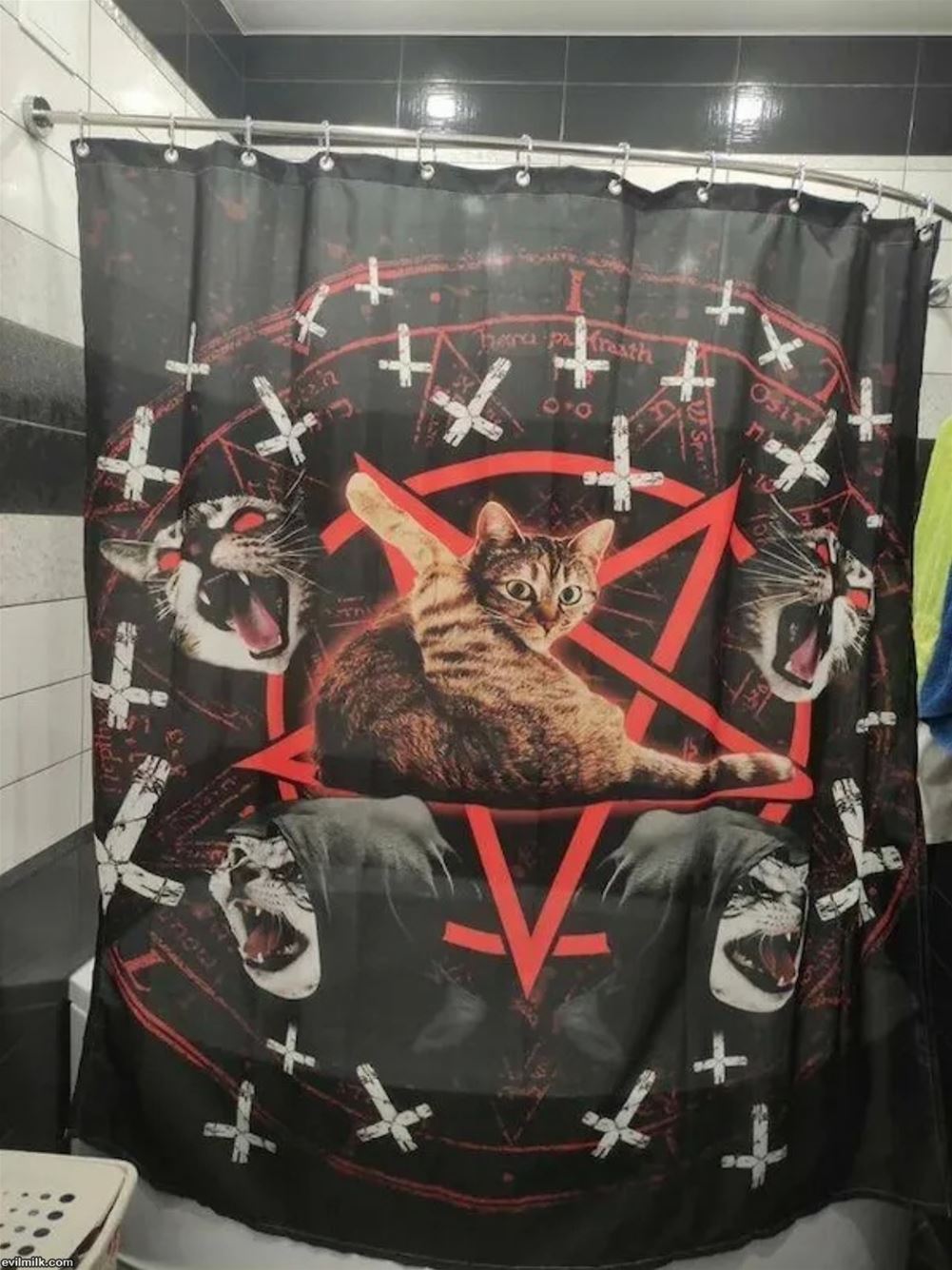The Cat Room