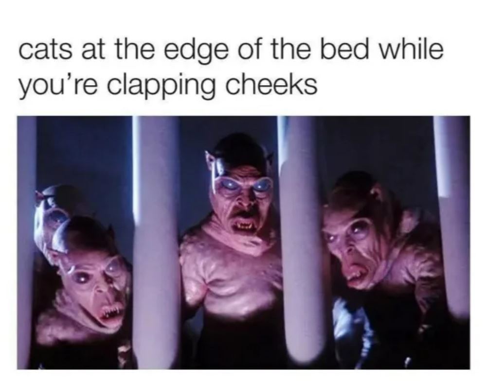 The Cats