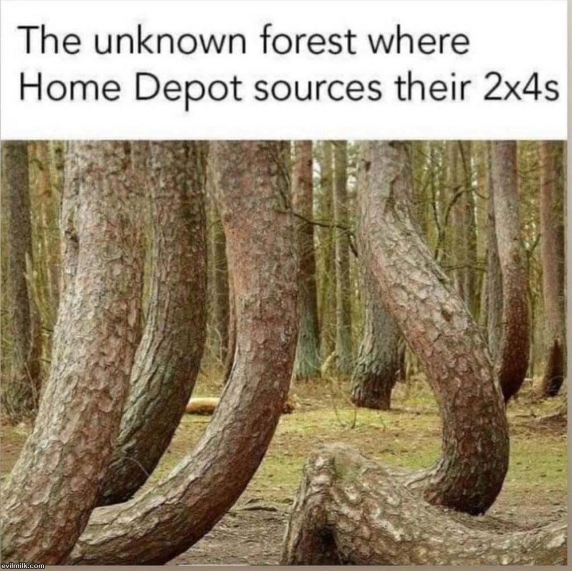 The Forest