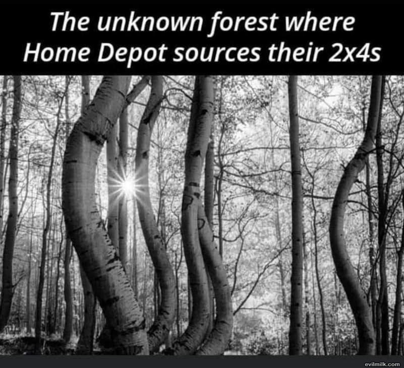 The Forest Of Home Depot