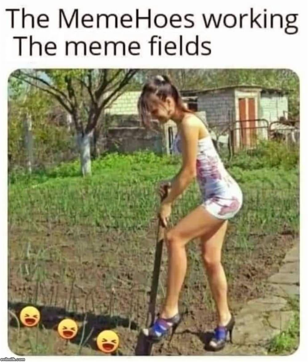 The Memehoes