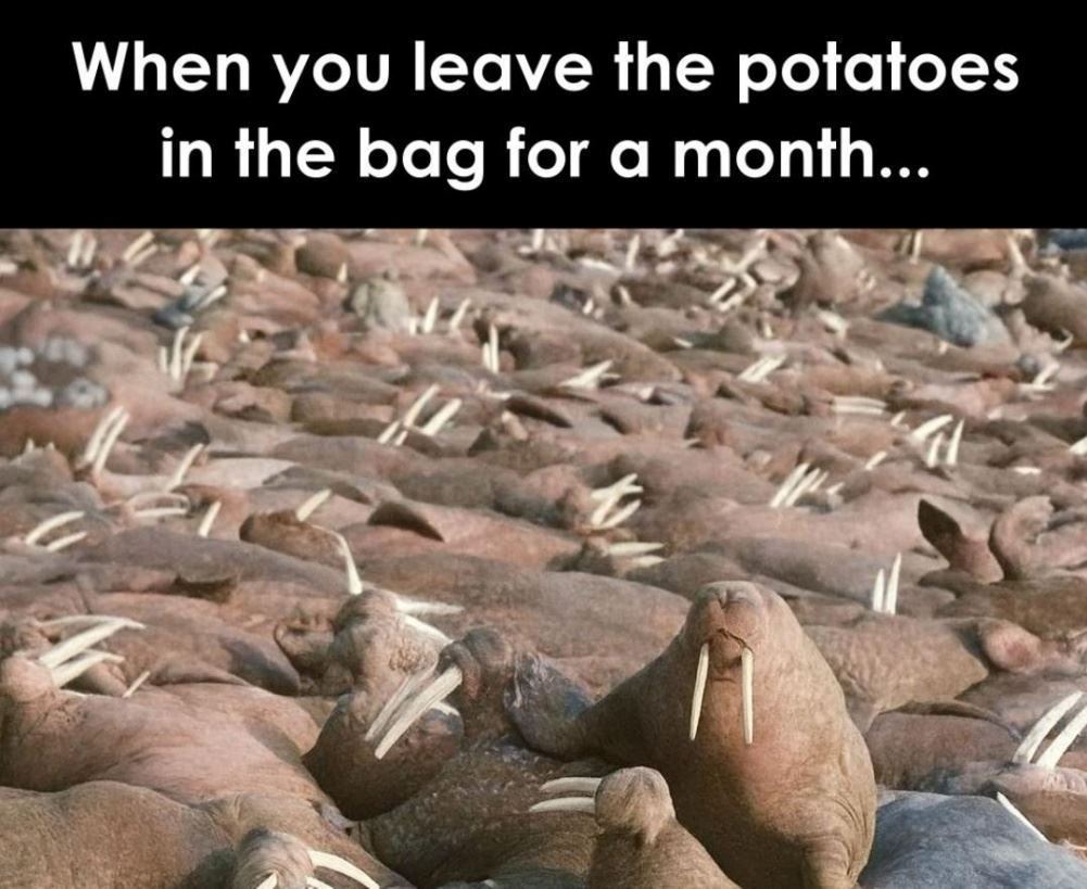 The Potato Bag