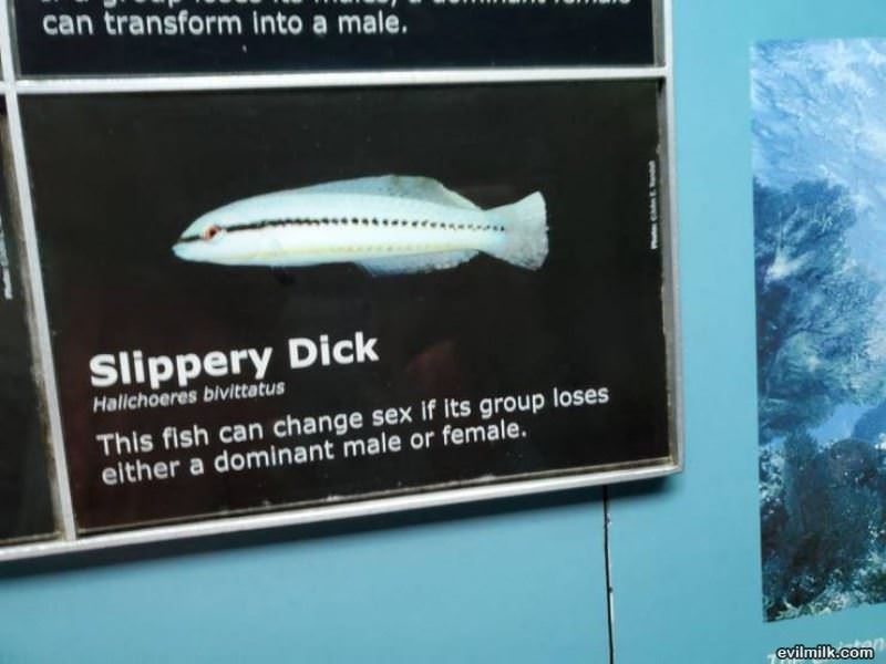 The Slippery Dick